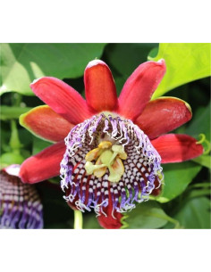 Kit 5 Piante Passiflora Quadrangularis Vaso 7 cm | Mondo Piante 2
