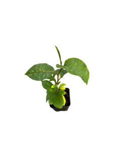 Kit 5 Piante Passiflora Quadrangularis Vaso 7 cm | Mondo Piante
