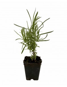 copy of CURRY PLANT... 2