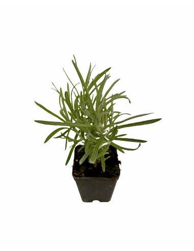 On-line Sale of the Helichrysum plant-Aromatic Plants|Vivaio Mondo Piante