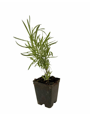 On-line Sale of the Helichrysum plant-Aromatic Plants|Vivaio Mondo Piante
