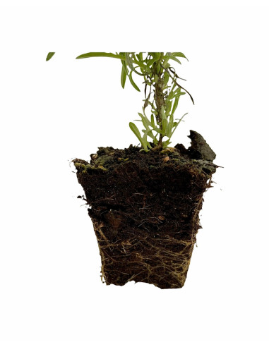 5 Piante di Elicriso in Vaso 7cm - Piante Aromatiche | Mondo Piante