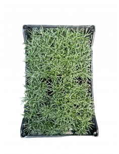 copy of CURRY PLANT...