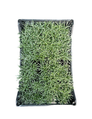 5 Piante di Elicriso in Vaso 7cm - Piante Aromatiche | Mondo Piante