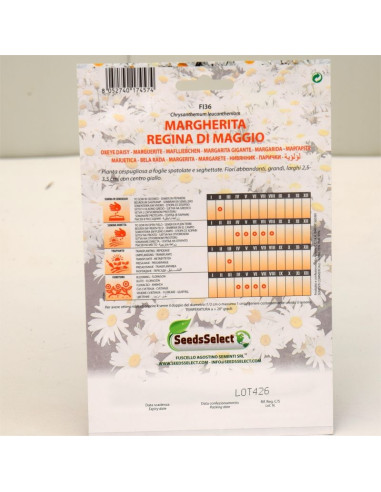 Giant Daisy Seeds for Sale-Seeds Online | Mondo Piante