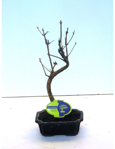 On-line Sale of Bonsai Ficus Ginseng - Bonsai OnLine|Mondo Piante