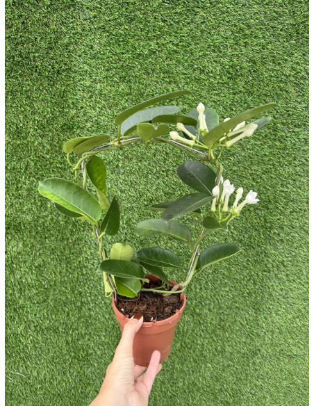 Pianta Stephanotis floribunda-Vendita Piante Rampicanti|Mondo Piante