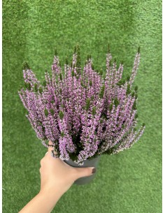 Pianta Calluna Vaso 12cm-Il...
