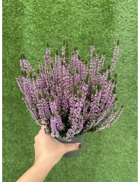 Vendita Piante di Calluna - Piante Ornamentali|Vivaio Mondo Piante