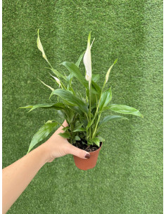 Vendita Pianta di Spathiphyllum Chopin-Piante Verdi|Mondo Piante