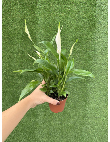 Vendita Pianta di Spathiphyllum Chopin-Piante Verdi|Mondo Piante