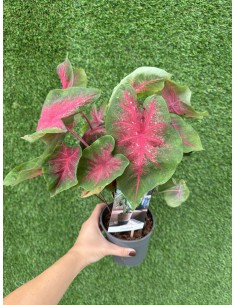 Pianta Caladium Vaso 12cm...