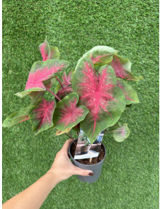 Vendita Pianta di Caladium-Piante Verdi|Mondo Piante