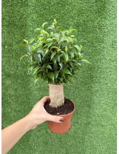 Pianta Ficus benjamina...