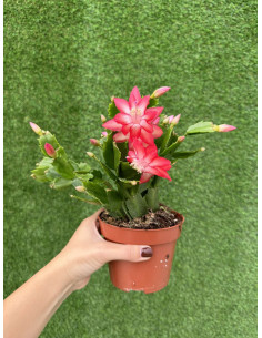 Pianta Schlumbergera (Cactus di Natale): Vendita | Mondo Piante