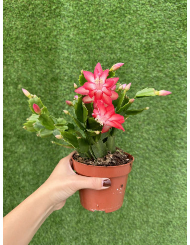 Vendita Pianta Schlumbergera-Piante Verdi|Mondo Piante
