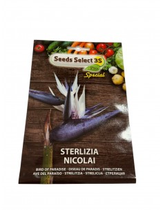Semi Pianta Sterlizia Nicolai 2