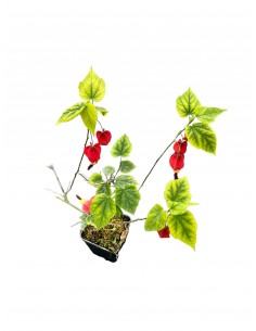 copy of Abutilon Plant