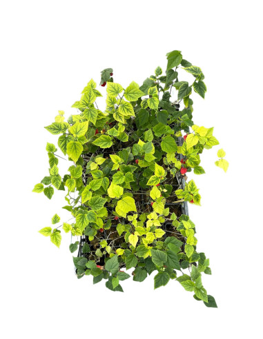 Pianta di Abutilon in Vaso 18cm - Pianta Da Cespuglio | Mondo Piante