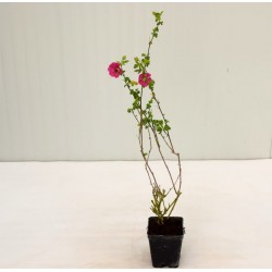 Anisodontea, 5x Piante Vaso...