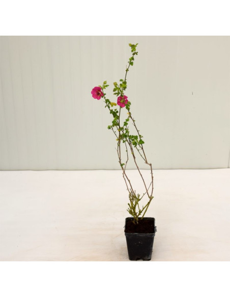 Anisodontea Lilla Plant for Sale - Bush Plants Online | Mondo Piante