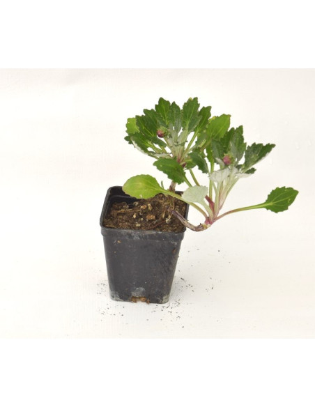 5 Piante di Arctotis in Vaso 7cm - Pianta Da Cespuglio | Mondo Piante