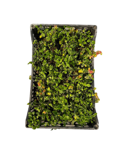 5 Piante di Beloperone Guttata Vaso 7cm - Piante Online|Mondo Piante