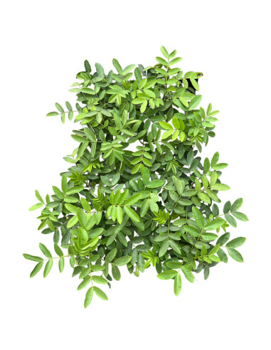 Cassia Cirymbosa Plant for Sale - Bush Plants Online | Mondo Piante