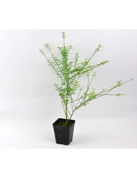 5 Piante Cytisus in Vaso 7cm -Vendita Pianta Da Cespuglio|Mondo Piante