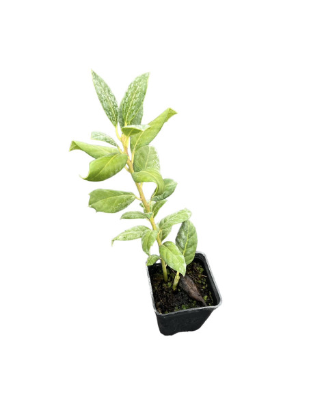 Ilex Nellie Steven Plant for Sale - Bush Plants Online | Mondo Piante