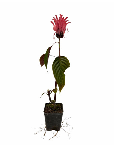 Justicia Carnea Plant for Sale - Bush Plants Online | Mondo Piante