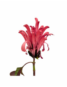 Justicia Carnea Plant for Sale - Bush Plants Online | Mondo Piante 2