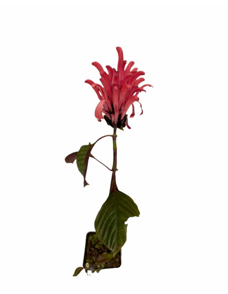 Justicia Carnea Plant for Sale - Bush Plants Online | Mondo Piante