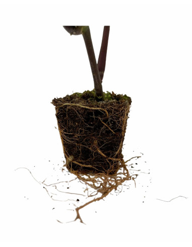 Pianta Justicia Carnea - Vendita Pianta Online | Vivaio Mondo Piante