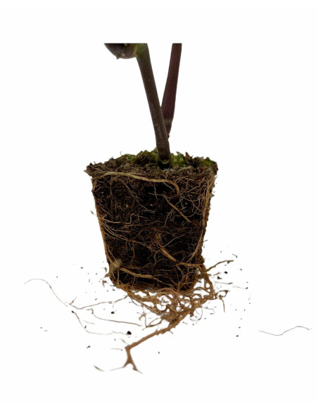 Pianta Justicia Carnea - Vendita Pianta Online | Vivaio Mondo Piante