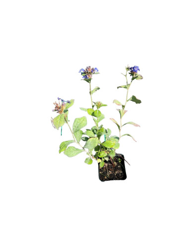5 Piante di Ceratostigma Plumbaginoides Vaso 7cm-Cespuglio|MondoPiante