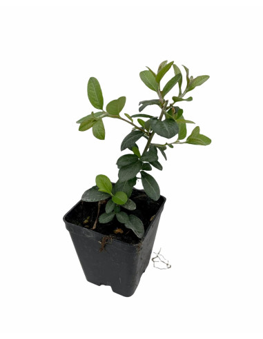 5 Piante di Crataegus Vaso 7cm-Pianta Da Cespuglio Online|Mondo Piante