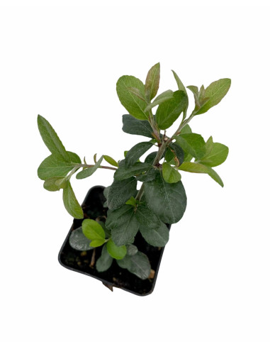 5 Piante di Crataegus Vaso 7cm-Pianta Da Cespuglio Online|Mondo Piante