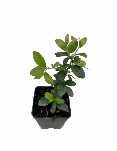 5 Piante di crategus Navaho In Vaso 7cm-Piante Da Siepe|Mondo Piante