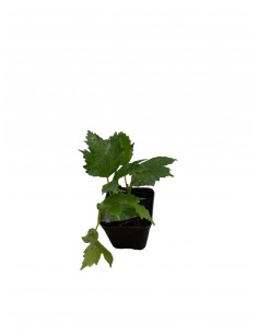 copy of Opulus guelder plant