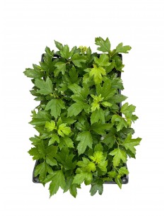 copy of Opulus guelder plant 2