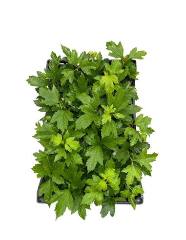 Pianta di Viburno Opulus in vaso 7cm-Piante Da Siepe|Mondo Piante