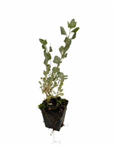 Offerta 5 Piante Atriplex Vaso 7cm | Mondo Piante