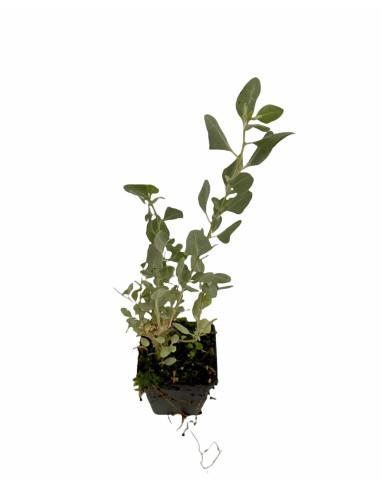 5 Piante di Atriplex Vaso 7cm-Piante Da Siepe|Vivaio Mondo Piante