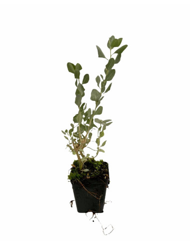 Buy Berberis Thunbergii Plant-Hedge Plants Online|Mondo Piante