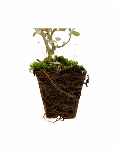 5 Piante di Atriplex Vaso 7cm-Piante Da Siepe|Vivaio Mondo Piante