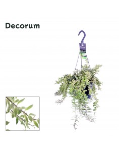 copy of Abelia Confetti Plant