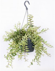 copy of Abelia Confetti Plant 2