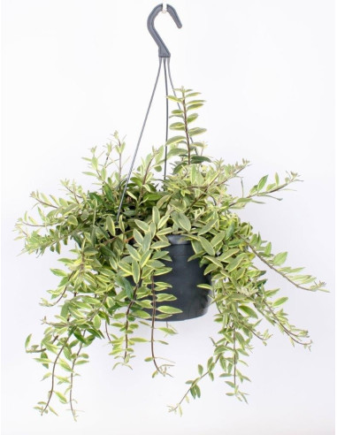 Vendita Pianta Aeschynanthus “Bolero”-Piante Rare|Mondo Piante