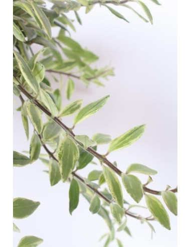 Abelia Plant for Sale - Bush Plants Online | Mondo Piante